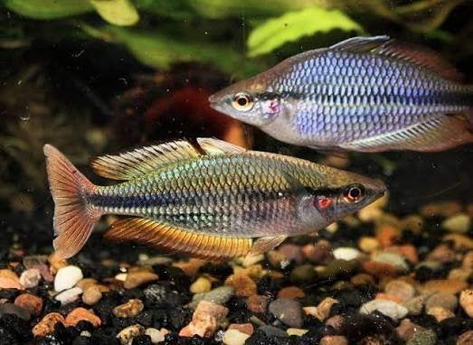 6x melanotaenia kiunga en Picta,2x Regenboogzalm, Vis, Zoetwatervis, Schoolvis