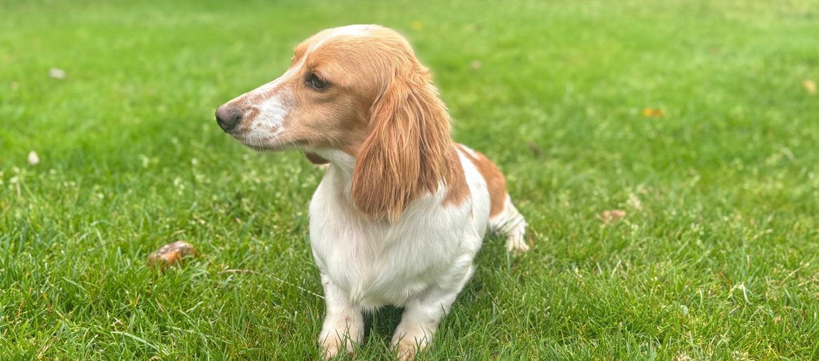 Lieve princess opzoek naar goude mandje️, Kaninchen, 1 tot 2 jaar, Teef, Langhaar
