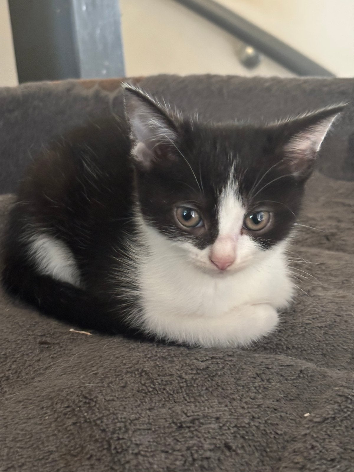 Kruising brits korthaar kitten mag nu weg, Kater, Gechipt, 0 tot 2 jaar