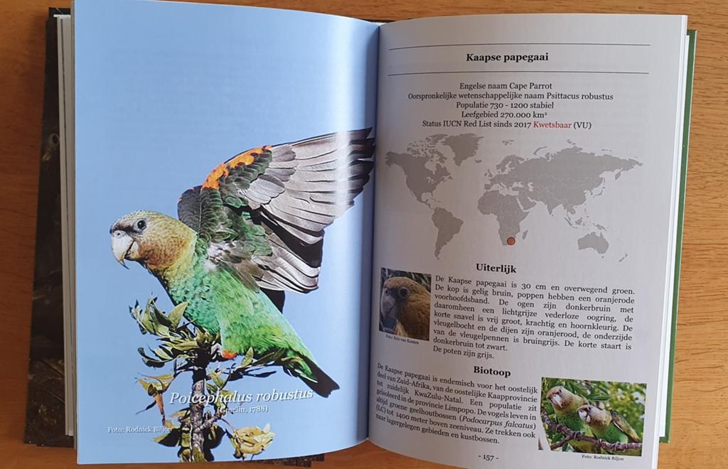 Bedreigde papegaaien veel info Broeden voor behoud 1 en/of 2, Dieren en Toebehoren, Vogels | Parkieten en Papegaaien, Meerdere dieren