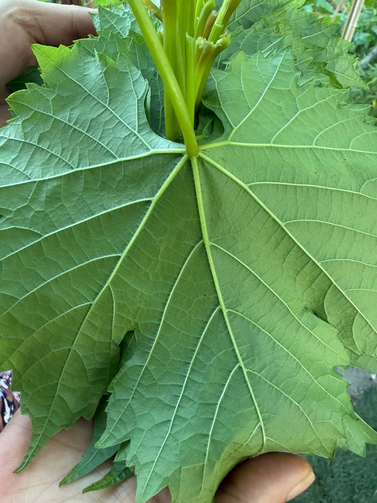 Verse Druivenbladeren, Tuin en Terras, Bloembollen en Zaden, Ophalen of Verzenden, Volle zon