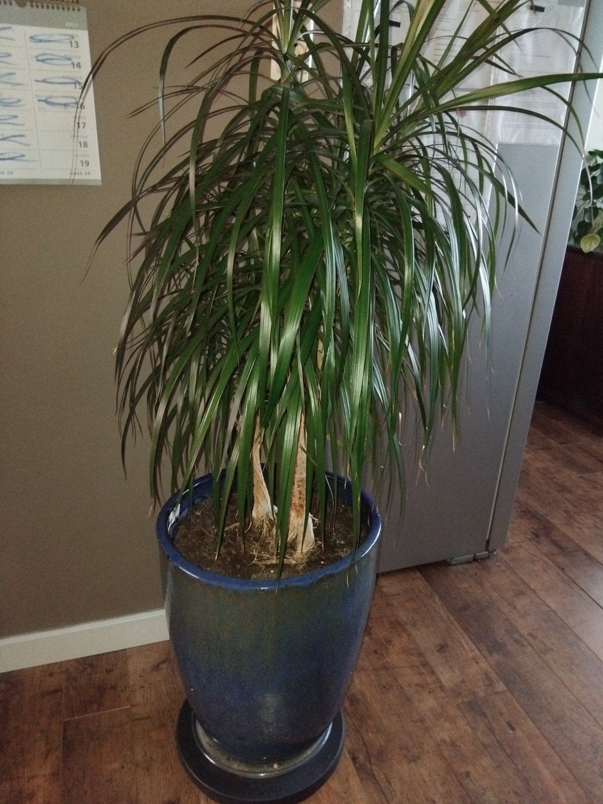 Mooie Dracaena plant in pot - 56 cm hoog, 45 cm diameter, Ophalen, Overige soorten, Halfschaduw, In pot