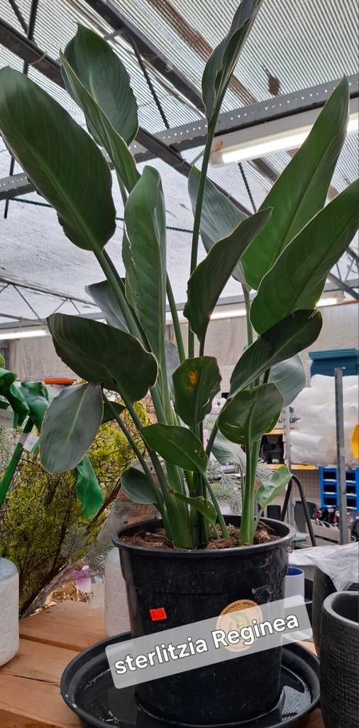 Strelitzia Reginea, Tuin en Terras, Planten | Bomen, Bloeit niet, Overige soorten, Minder dan 100 cm, Ophalen