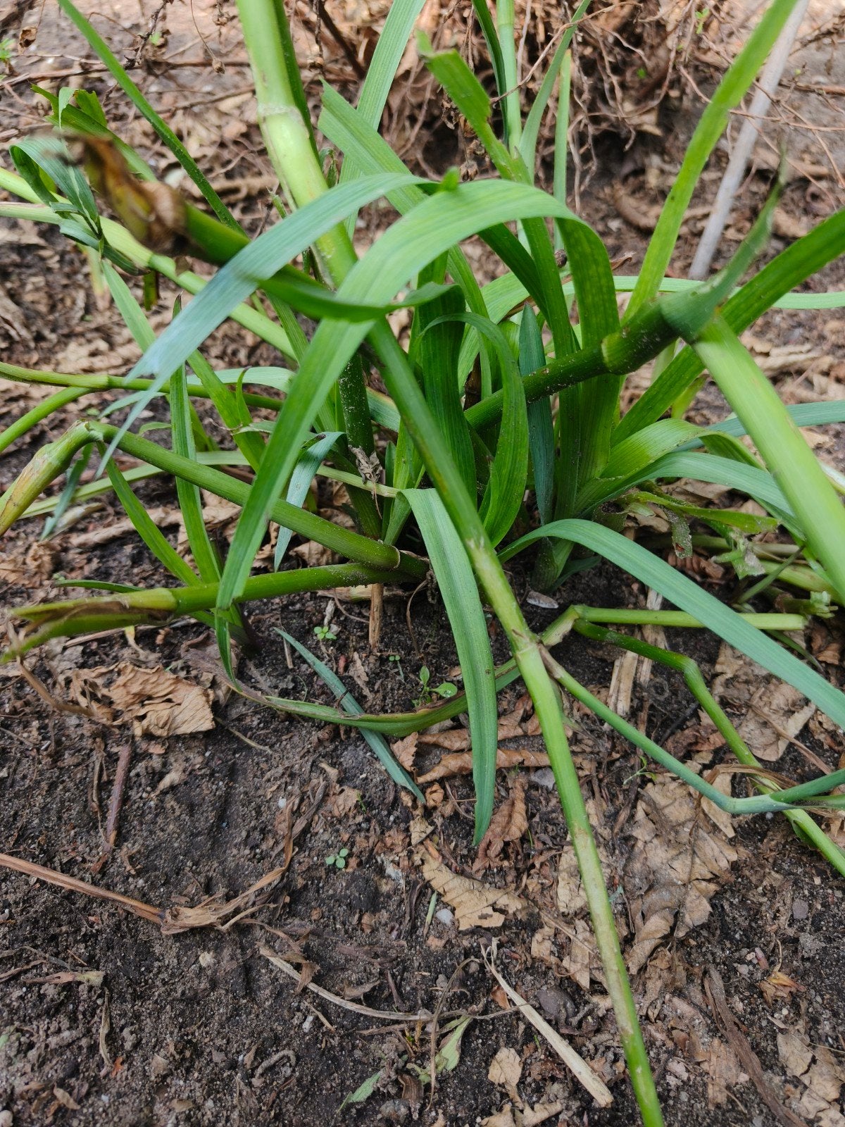 eendagsbloem Paars, Tuin en Terras, Planten | Tuinplanten, Ophalen, Overige soorten, Volle zon