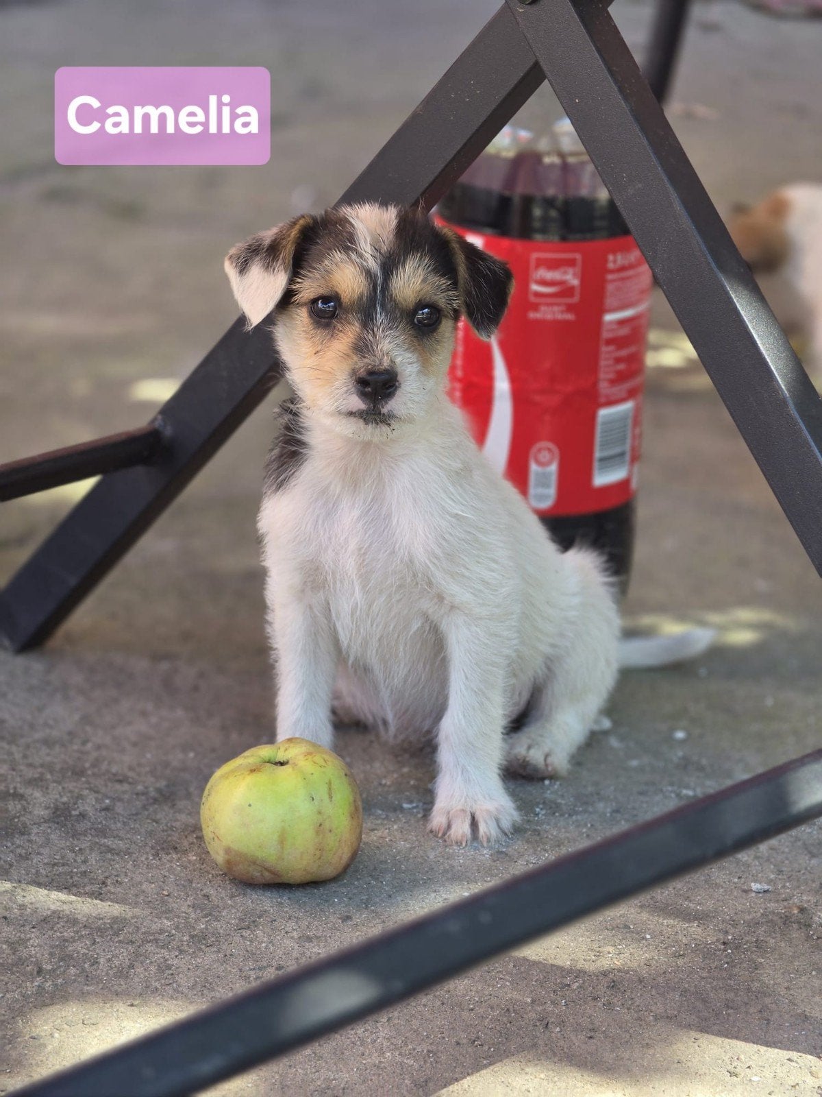 puppies zoeken baasje, 15 weken tot 1 jaar, Handelaar, Buitenland, Parvo