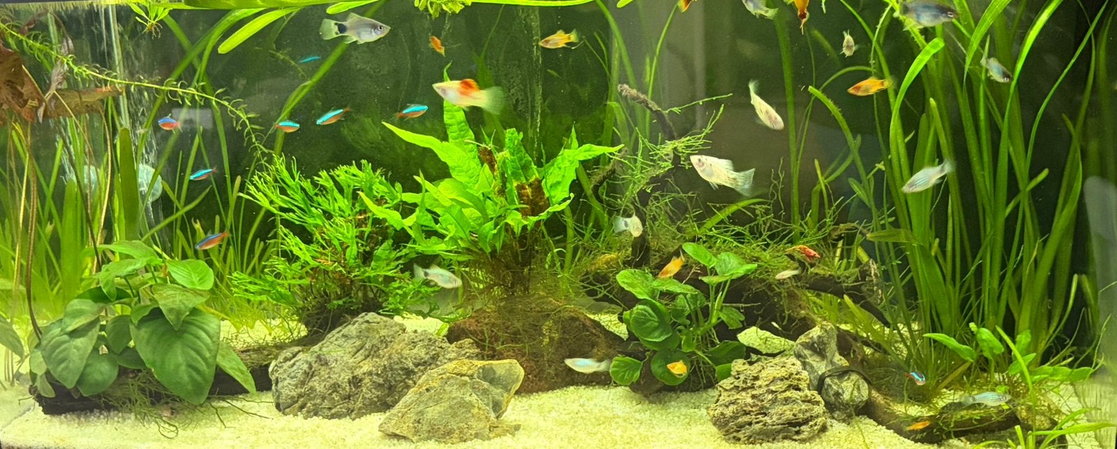 Baby platty’s, Dieren en Toebehoren, Vis