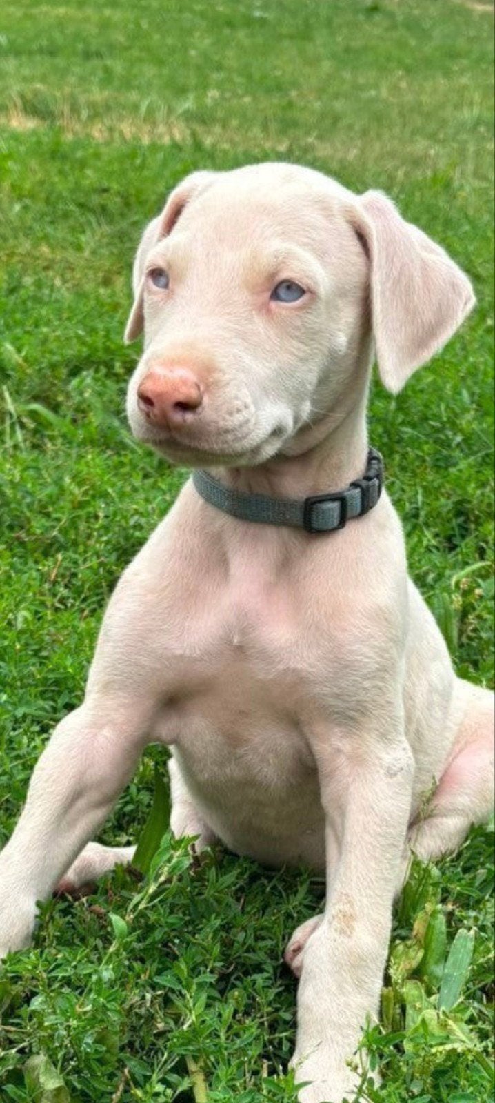 Witte Dobermann pup, Dieren en Toebehoren, België, Fokker | Hobbymatig, Overige rassen, 8 tot 15 weken