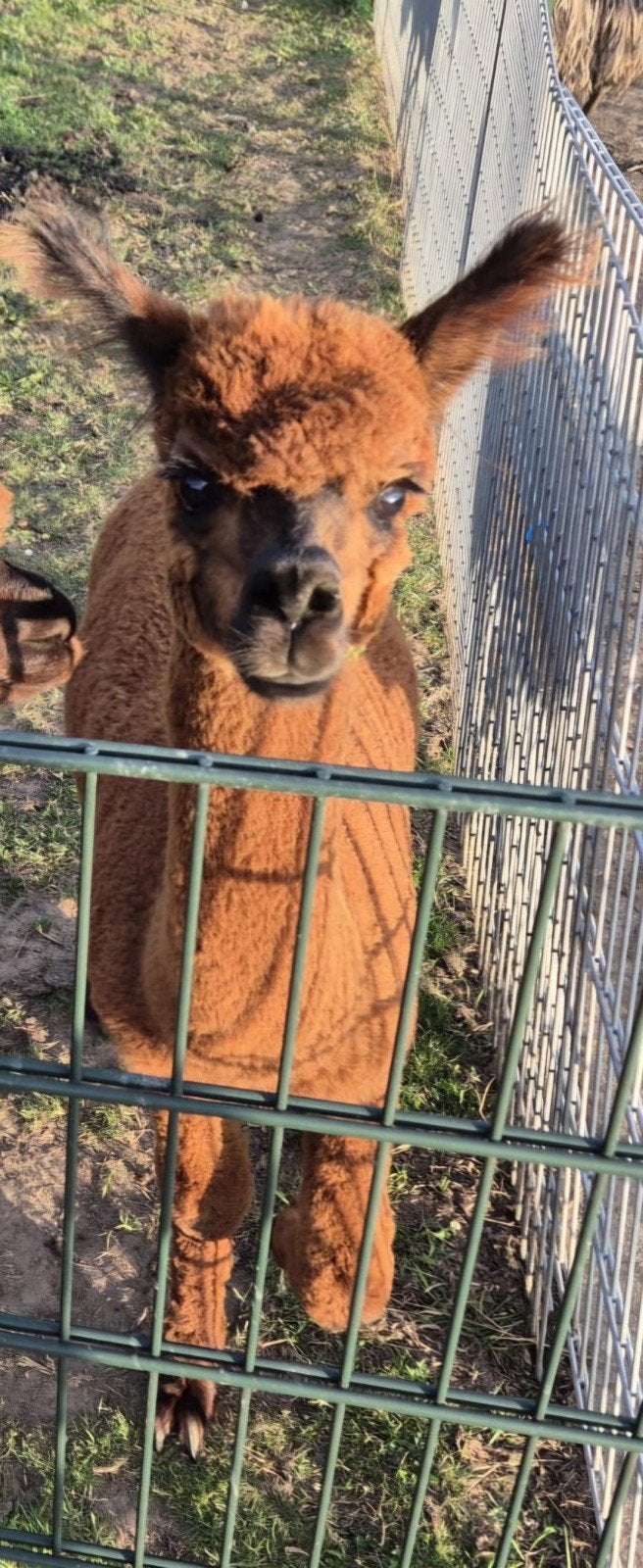 alpaca hengst te koop, Dieren en Toebehoren