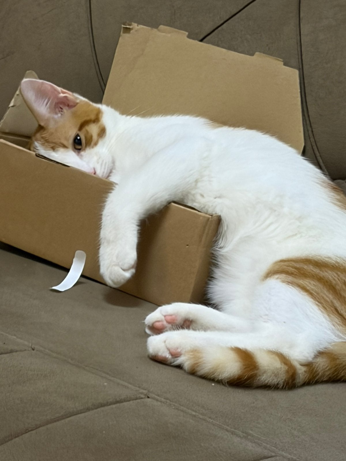 Kitten, Kater, Kortharig, 0 tot 2 jaar