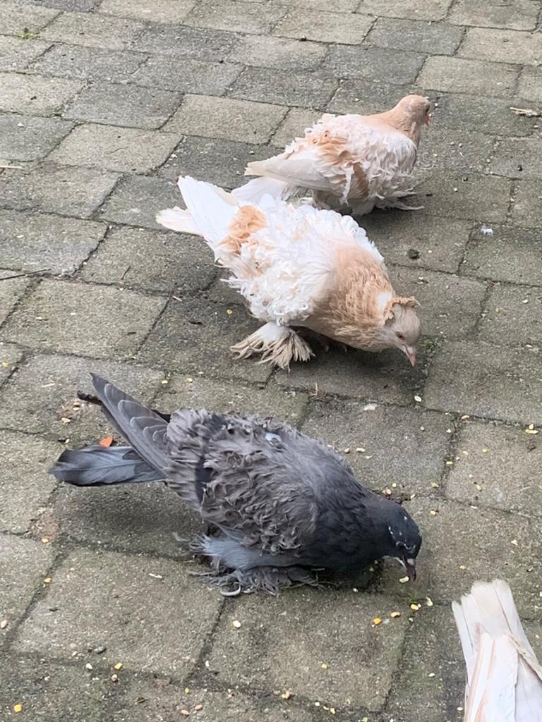 Hongaarse krulduif krul duiven, Dieren en Toebehoren, Vogels | Duiven, Meerdere dieren, Overige soorten