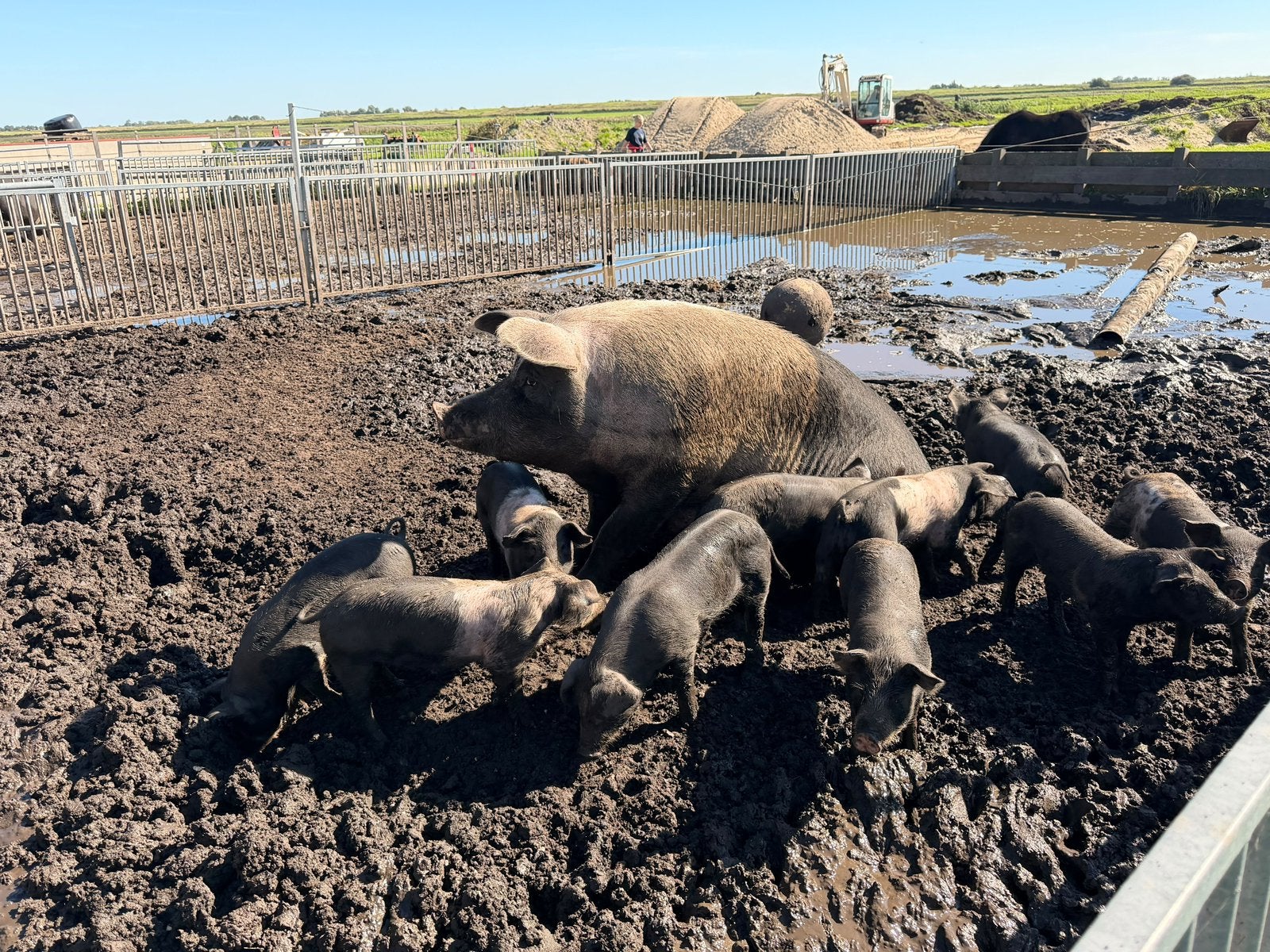 Husemer x duroc biggen, Meerdere dieren, Varken, 0 tot 2 jaar
