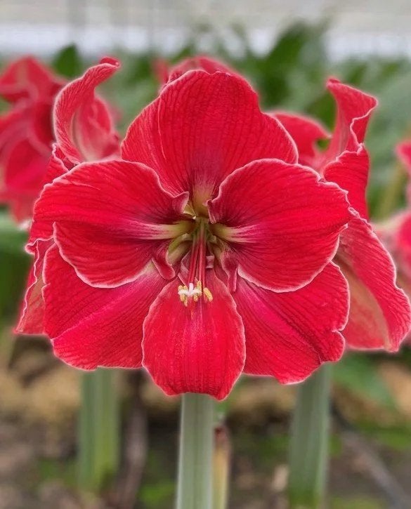 Amaryllis bol ‘Magical Touch’, fraai nieuw soort, topkans, Ophalen of Verzenden