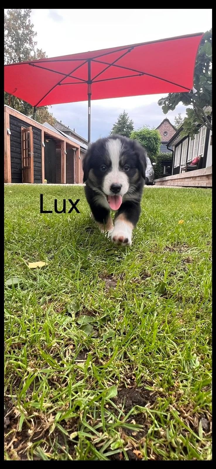 Berner sennen pup, Parvo, 8 tot 15 weken, Groot, Meerdere