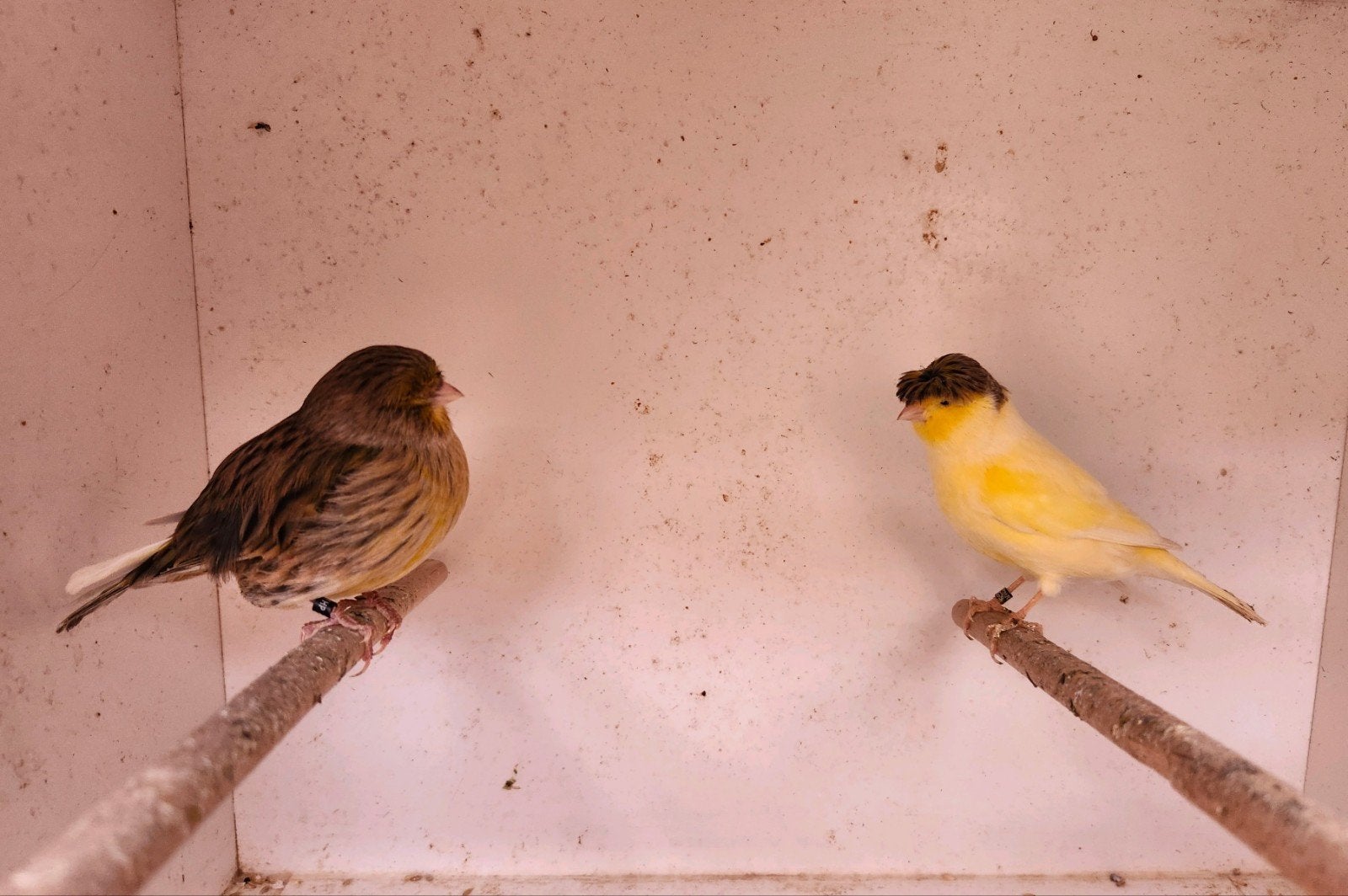 Koppel glosters, Meerdere dieren