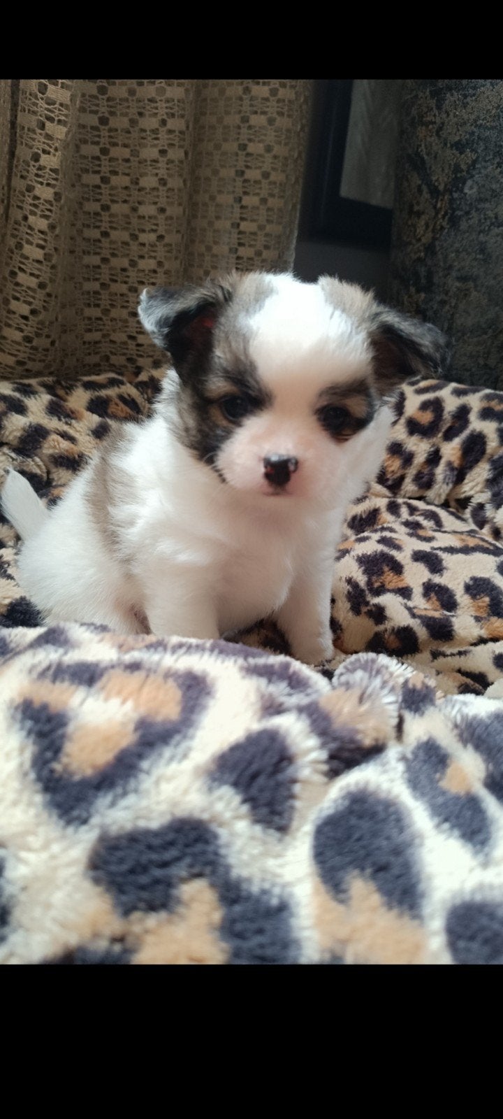 pomchi reutje, Reu, 8 tot 15 weken, Eén hond, Chihuahua