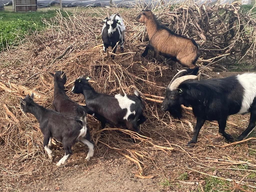 Dwerg geiten, Dieren en Toebehoren, Schapen, Geiten en Varkens, Meerdere dieren, Geit
