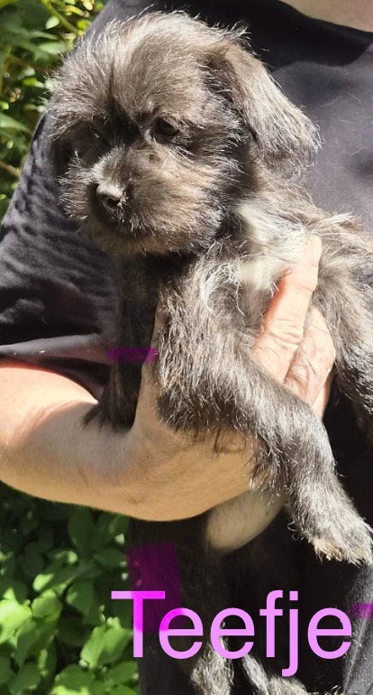 6 (nog 2meiden!) lieve/sociale Boomerpups 4 meiden 2 jongens, Dieren en Toebehoren, Honden | Chihuahua's en Gezelschapshonden