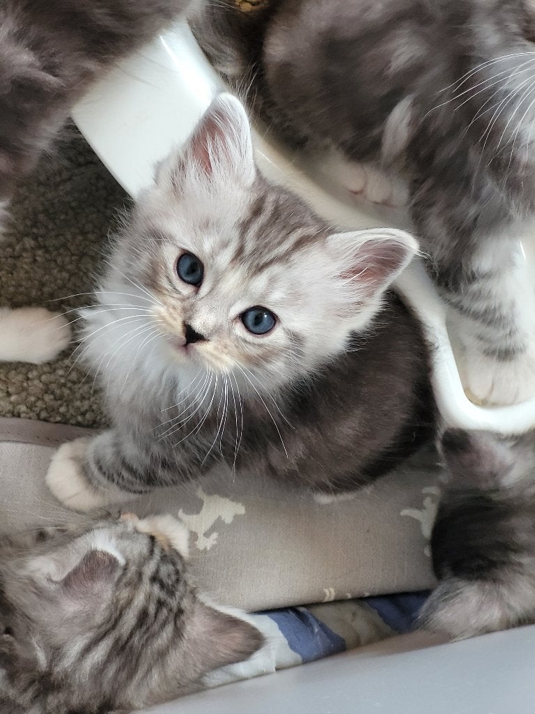 Maincoon kittens (kruising met ragdoll, vader: stamboom), Meerdere dieren, Ontwormd, 0 tot 2 jaar