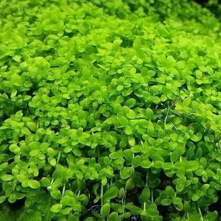 Monte carlo, Ophalen of Verzenden, Plant(en), Steen of Hout