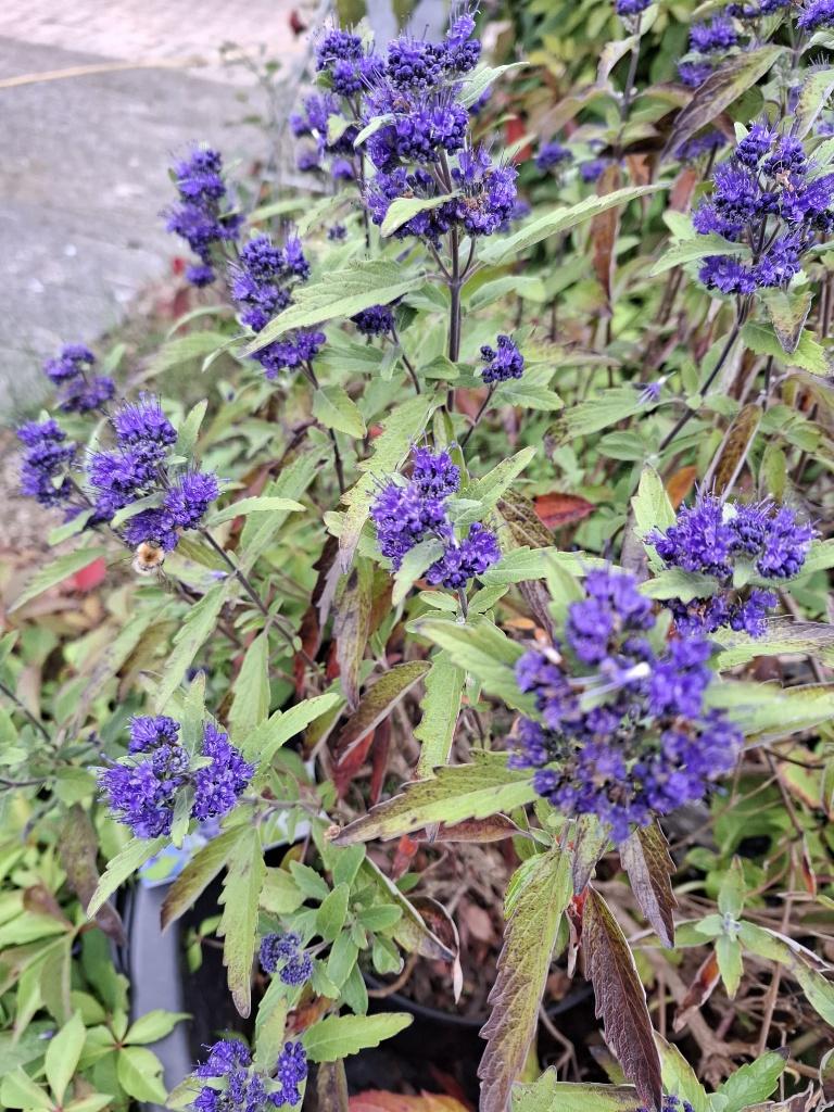Caryopteris Grand Blue, Ophalen, Vaste plant, Overige soorten, Volle zon