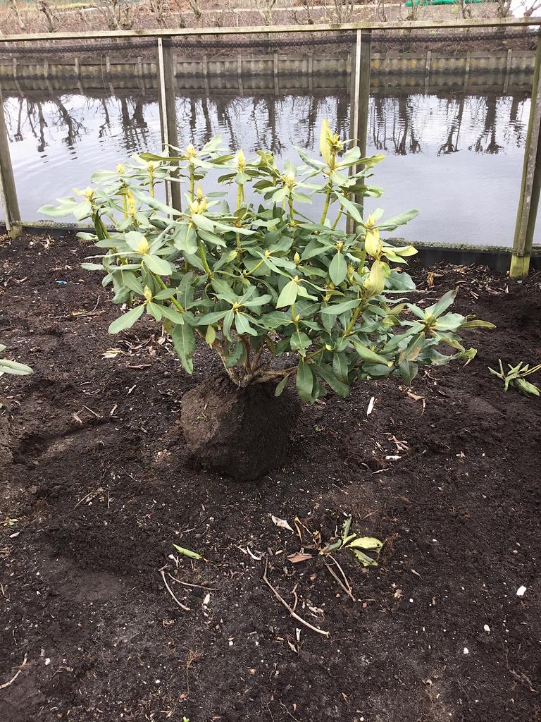 Kleurrijke Rhododendron in diverse kleuren en maten, Ophalen, Vaste plant, Overige soorten, Halfschaduw