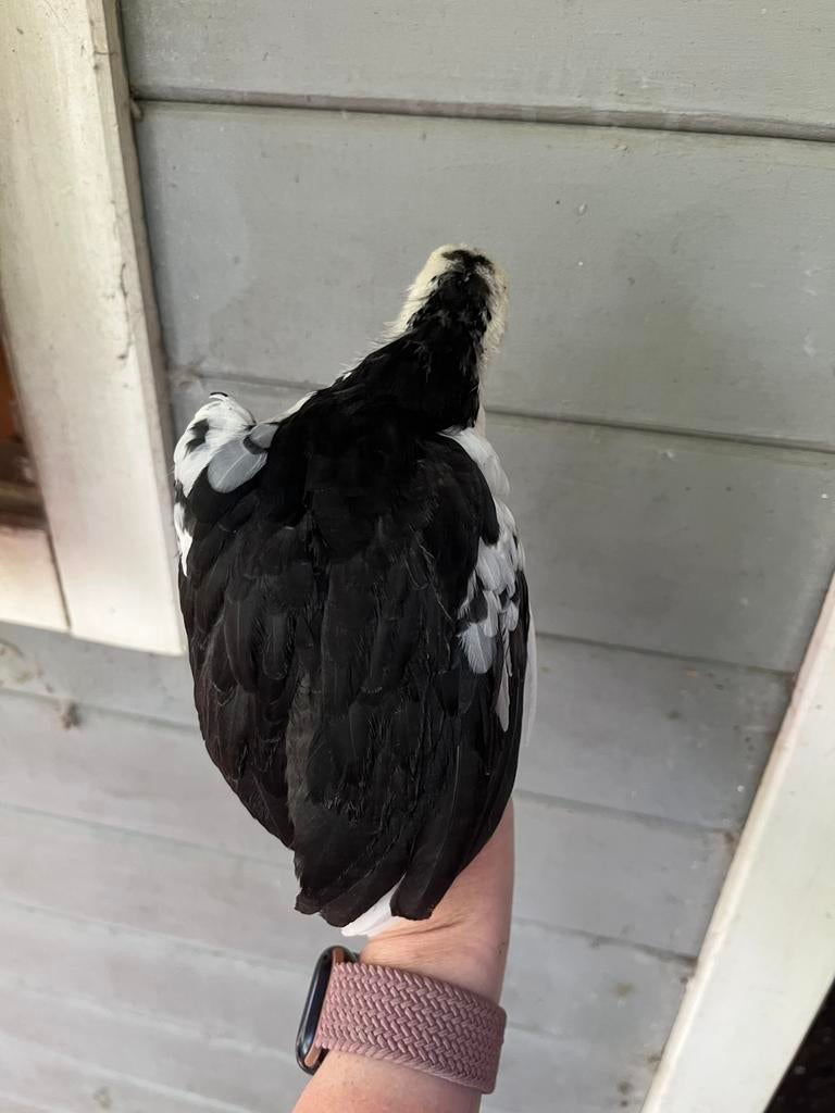 Ancona kip hen kuiken 3 stuks, Dieren en Toebehoren, Pluimvee, Vrouwelijk, Kip