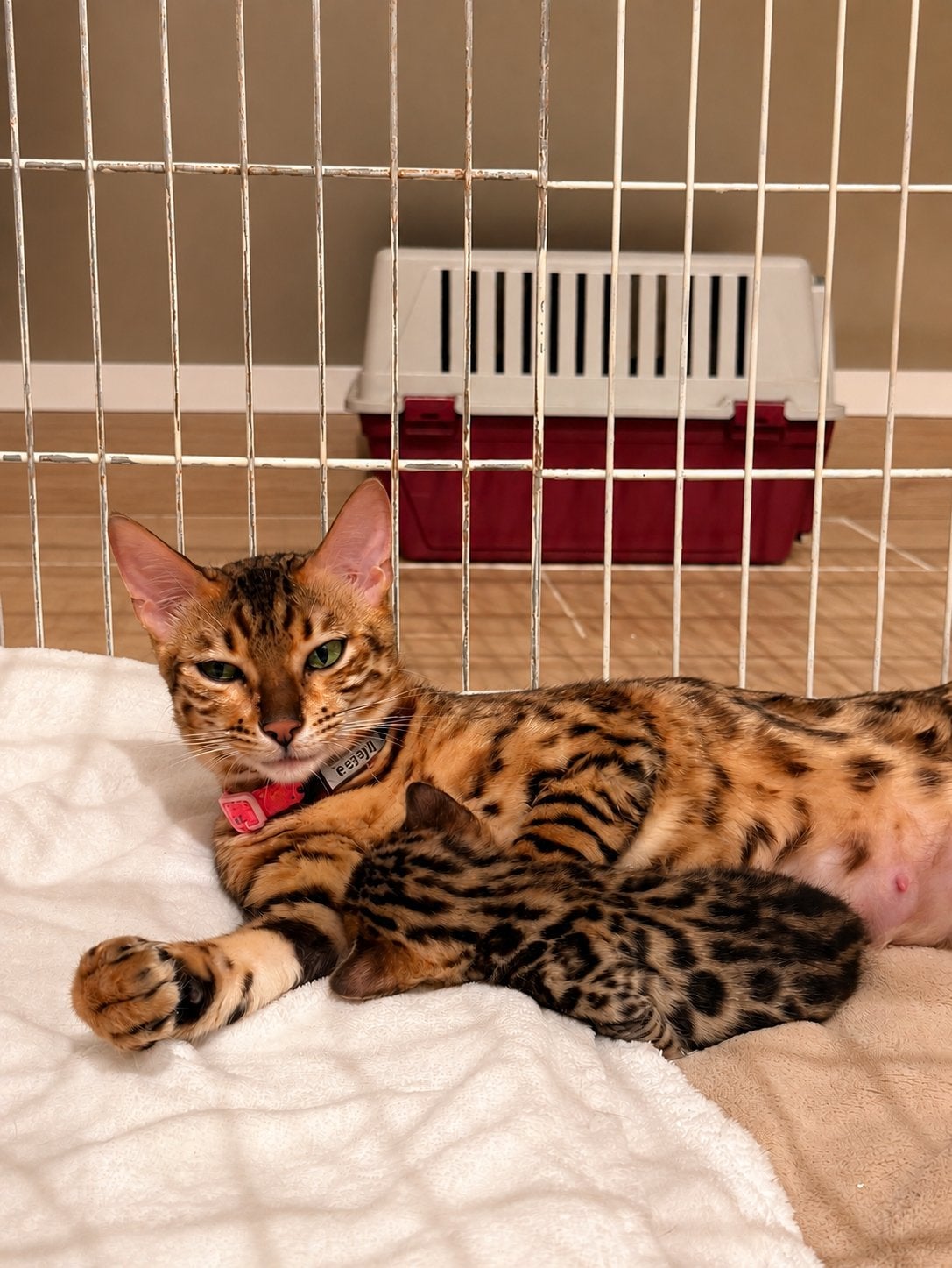 Bengaalse kittens, Dieren en Toebehoren, Meerdere dieren, Ontwormd