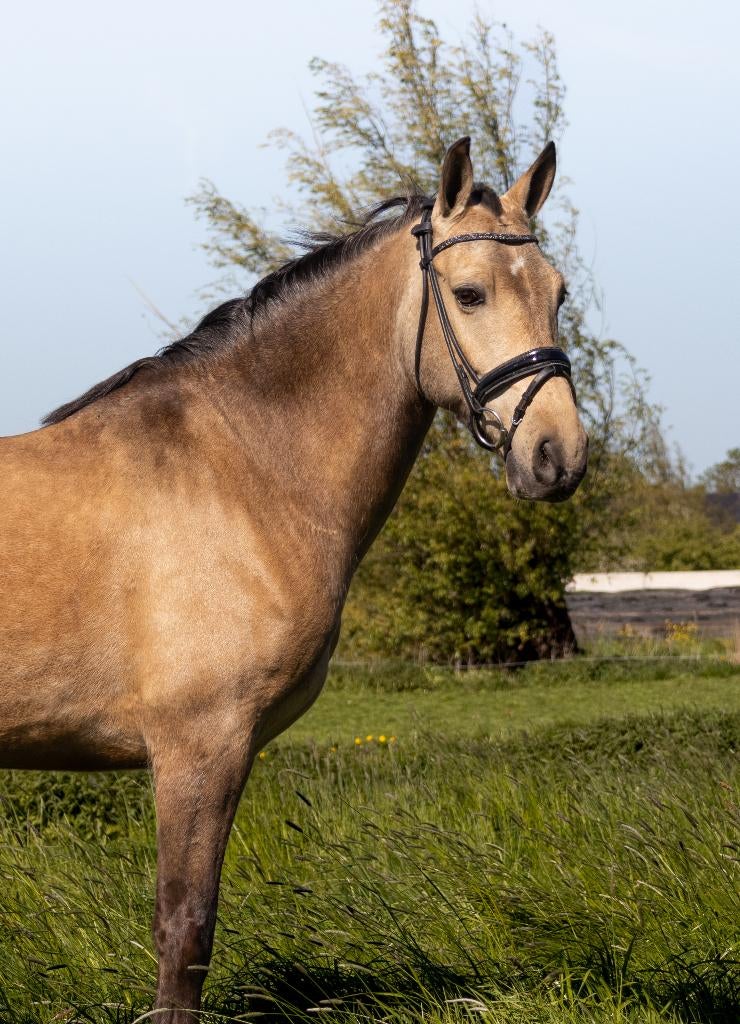Unieke e-pony ruin, Dieren en Toebehoren, Pony's, E pony (1.48m - 1.57m), Ruin, Dressuurpony, L