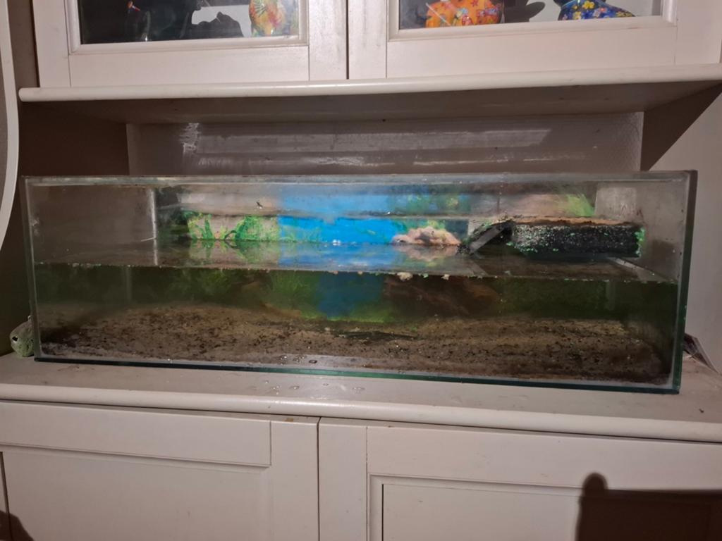 Schildpadden aquarium, Ophalen