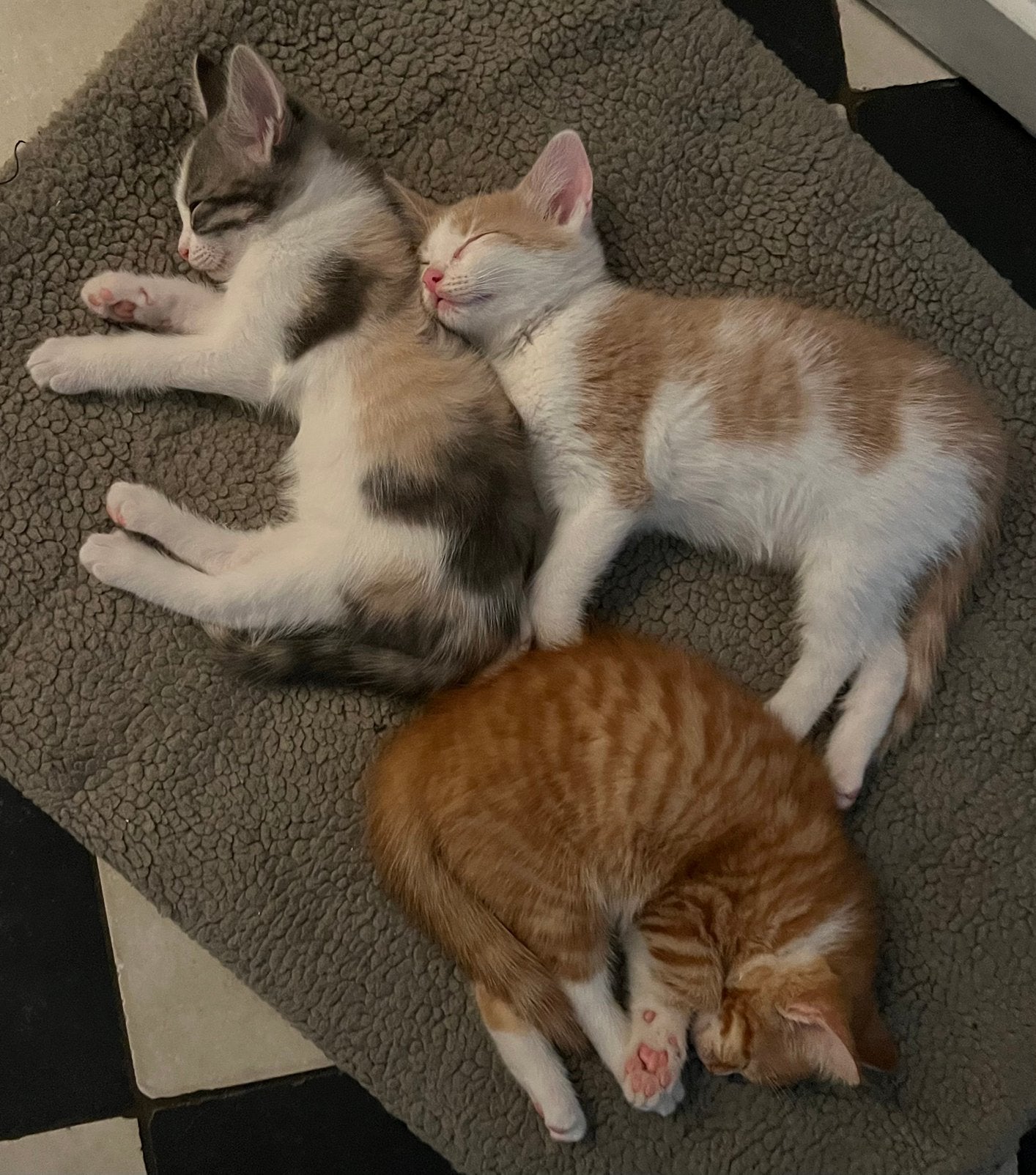 Lieve rode en zalmkleurige kittens,, Dieren en Toebehoren, Katten en Kittens | Overige Katten, Meerdere dieren