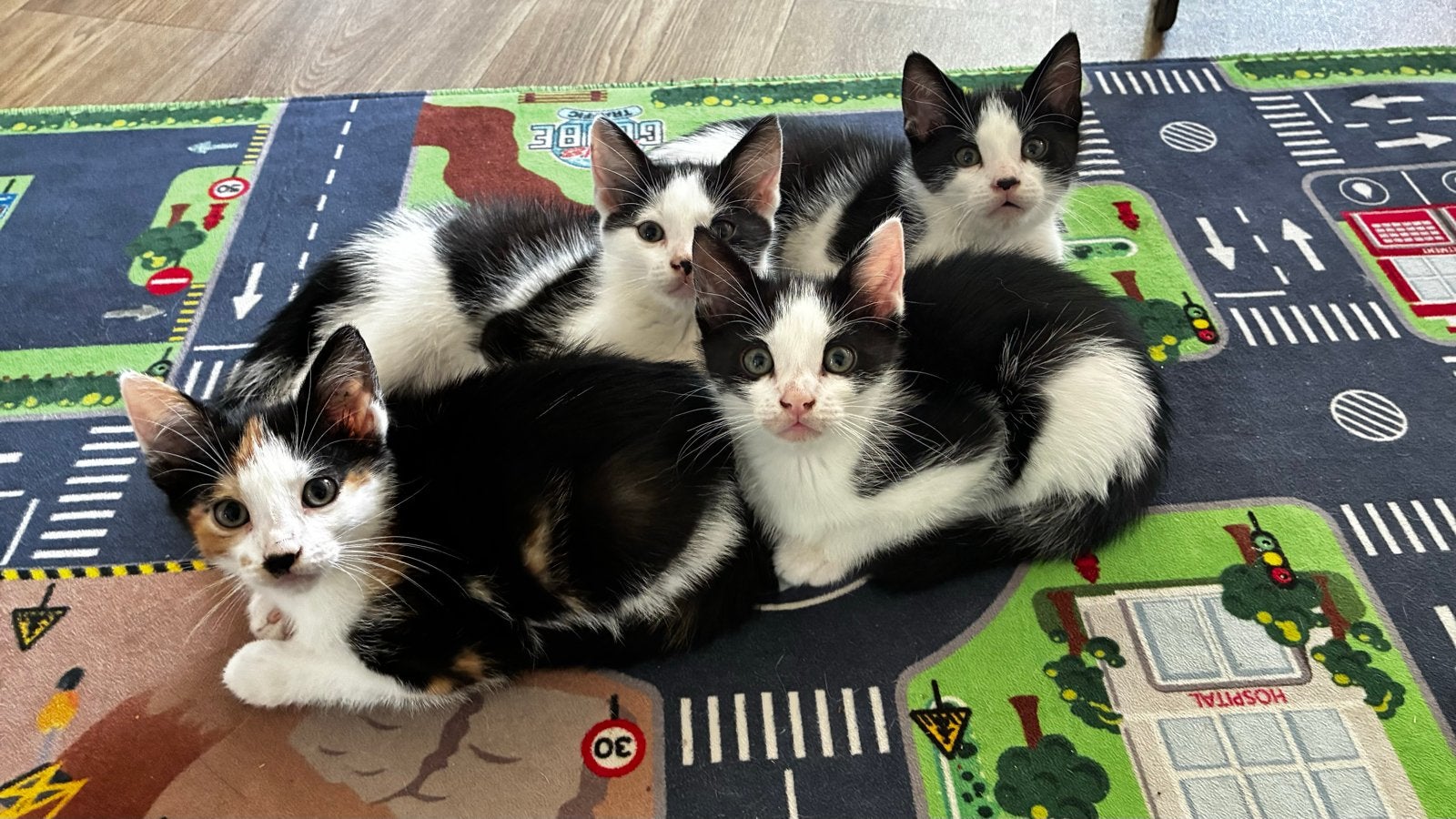 Nog twee kittens te koop - katertjes, Kater, Kortharig, 0 tot 2 jaar