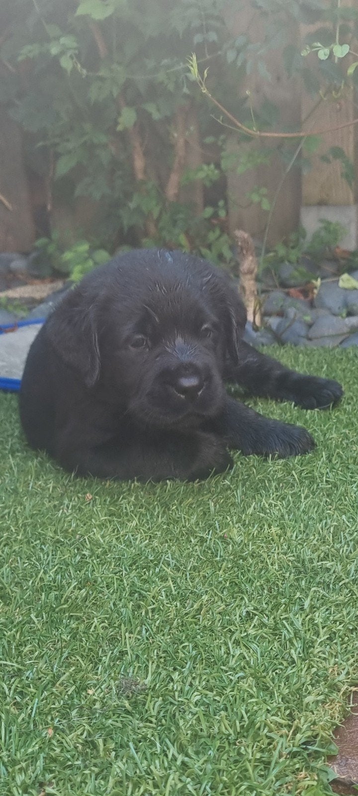 Zwarte Labrador Retriever Pups Met FCI Stamboom, Parvo, 8 tot 15 weken, Labrador retriever, Meerdere