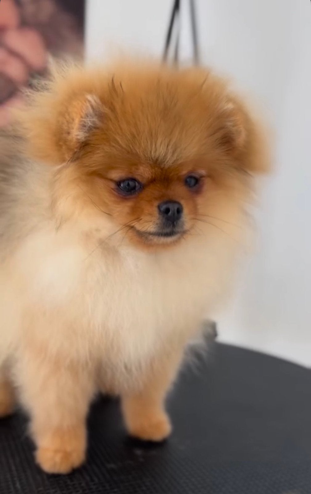 Pomeranian teefje te koop, Dieren en Toebehoren, Honden | Poolhonden, Keeshonden en Oertypen, Keeshond, 1 tot 2 jaar, Teef, Eén hond