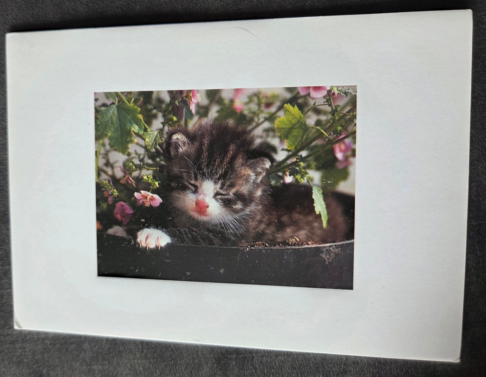 Kitten ligt tussen plantjes- ANSICHTKAART, Verzenden, Gelopen, Hond of Kat