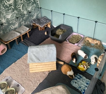 Prachtig cavia verblijf + toebehoren, Dieren en Toebehoren, Ophalen, Kooi, 110 cm of meer, Zo goed als nieuw