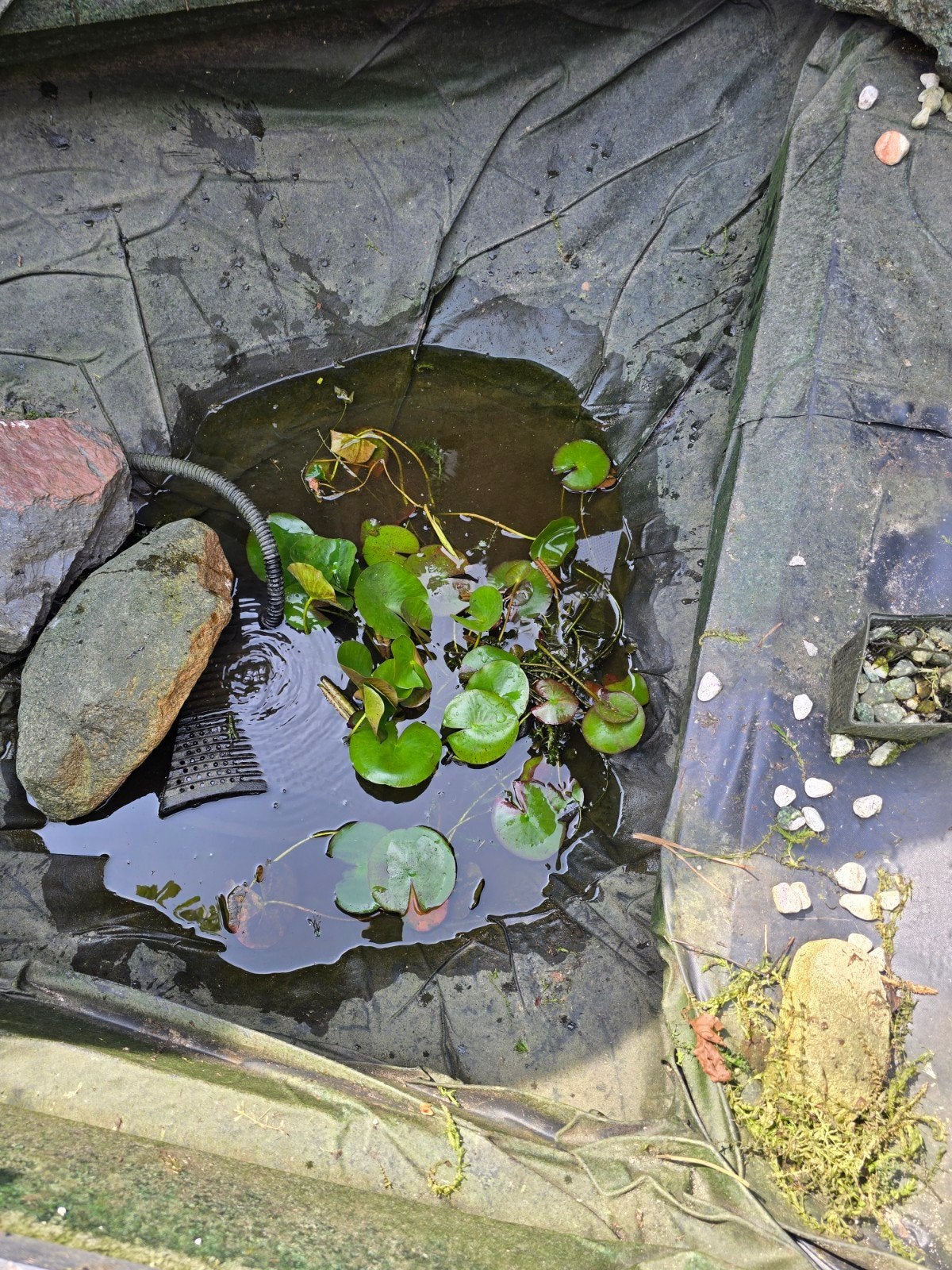 Waterlelies - Grote waterlelie, Tuin en Terras, Ophalen of Verzenden, Gebruikt
