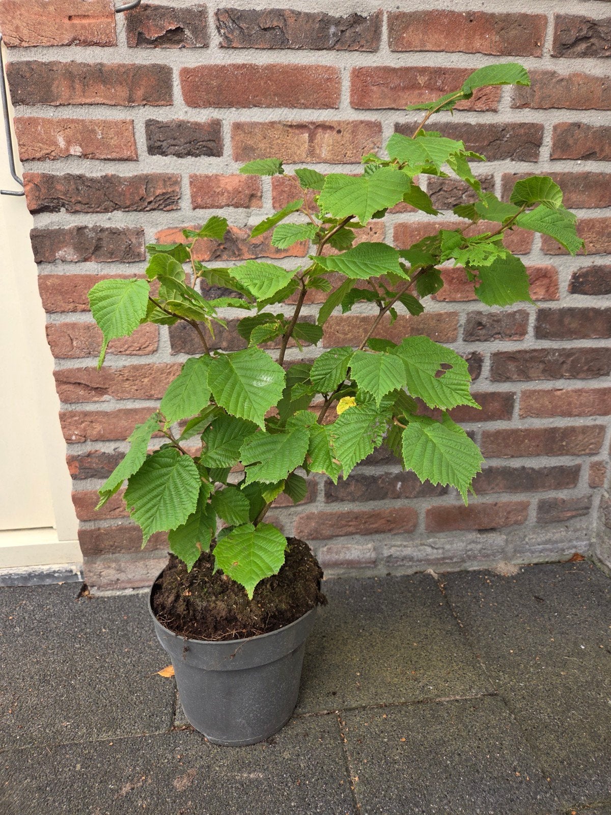 2-jarige Hazelnootboom in pot, Ophalen, Tweejarig, Halfschaduw, Fruitplanten