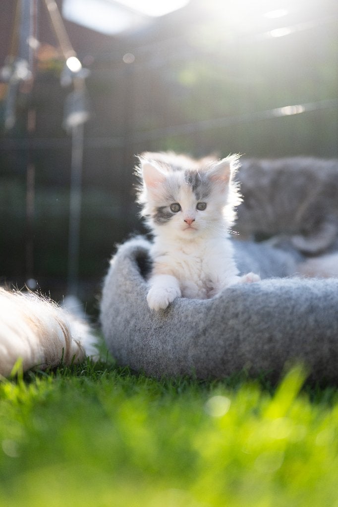 Maine Coon Kittens, Meerdere dieren, Gechipt, 0 tot 2 jaar