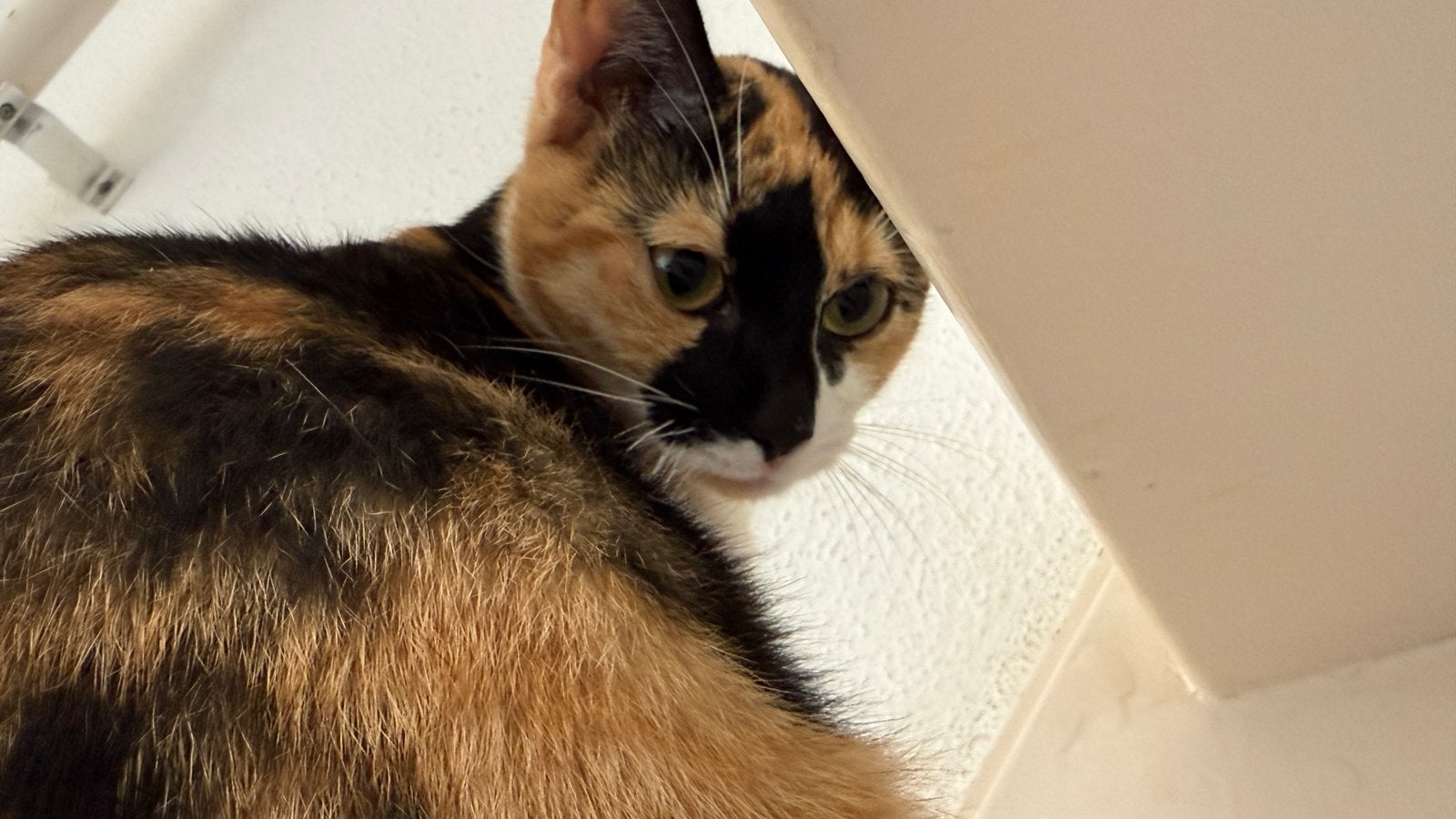 Poes, kat, Poes