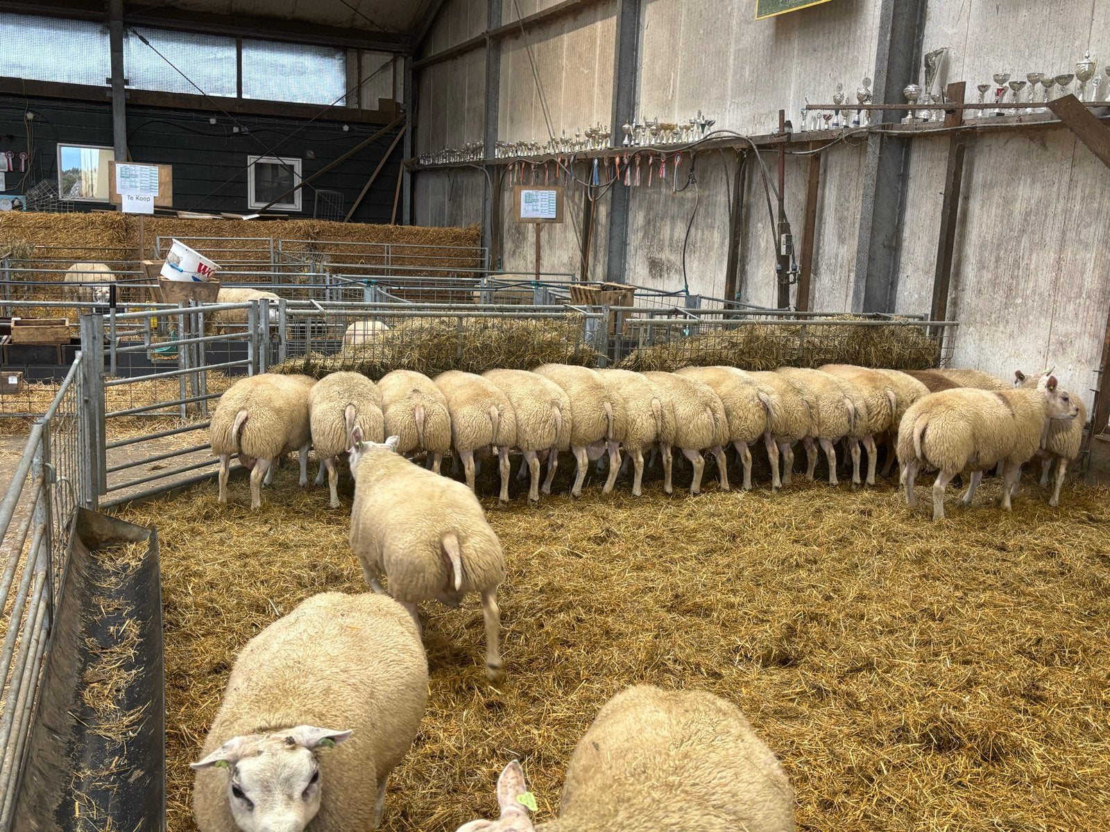 Luxe Texelaars, Mannelijk, Schaap, 0 tot 2 jaar