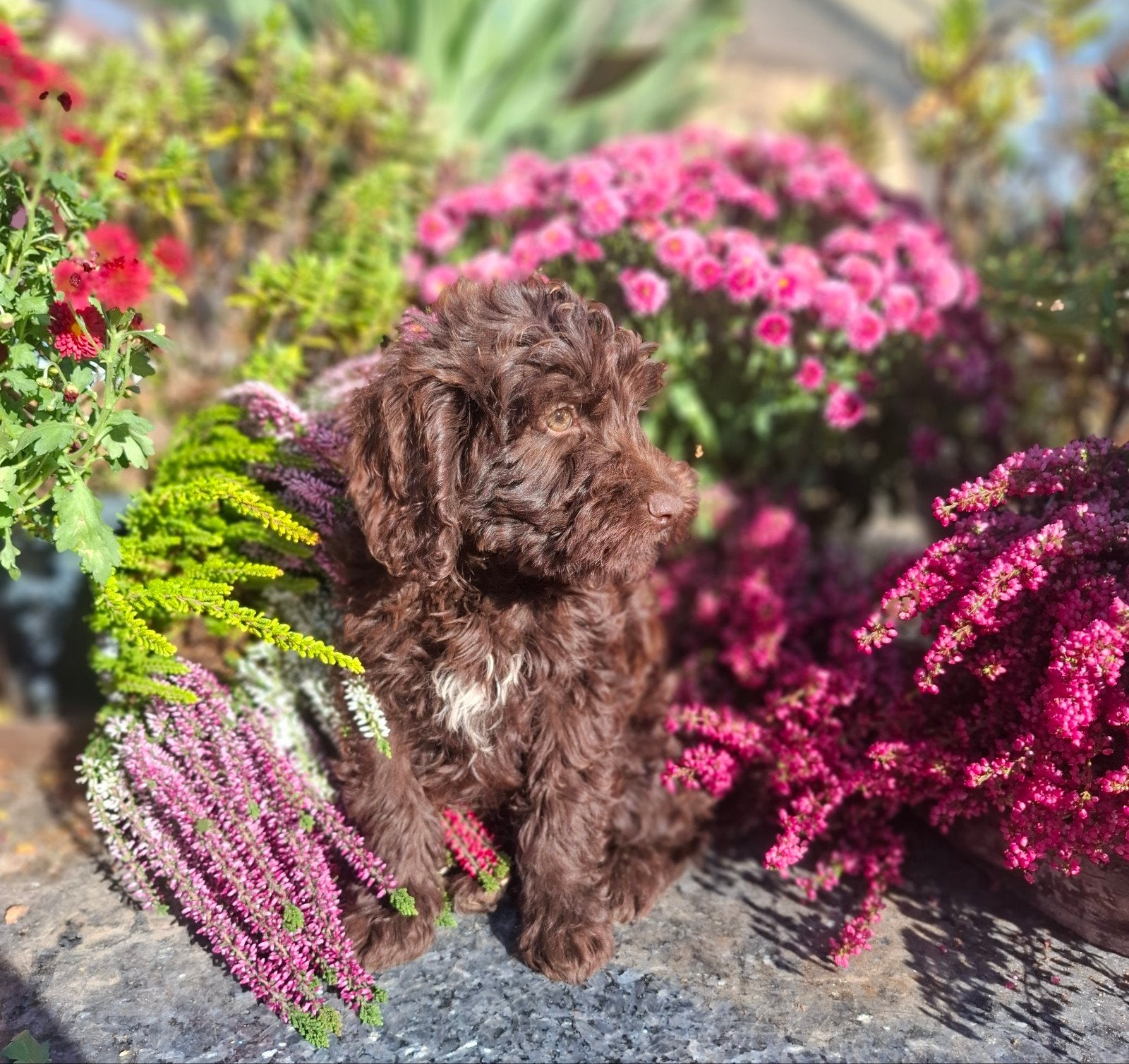 te koop mooie speelse aparte choco kleur maltipoo pups, Dieren en Toebehoren, Nederland, Overige rassen, 8 tot 15 weken, CDV (hondenziekte)