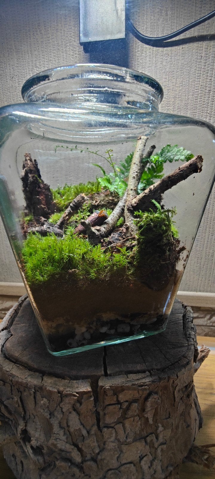 Klein ecosysteem / planten terrarium in glazen pot., Huis en Inrichting, Kamerplanten, Ophalen, Minder dan 100 cm
