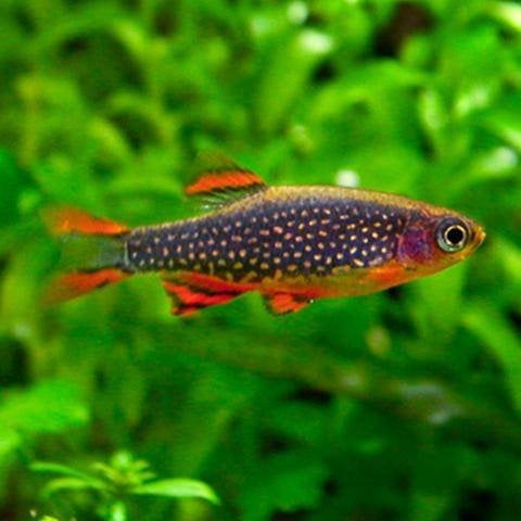 Hobbyaquarium vissen/ganalen/planten Zondag 12/17uur aktie, Vis