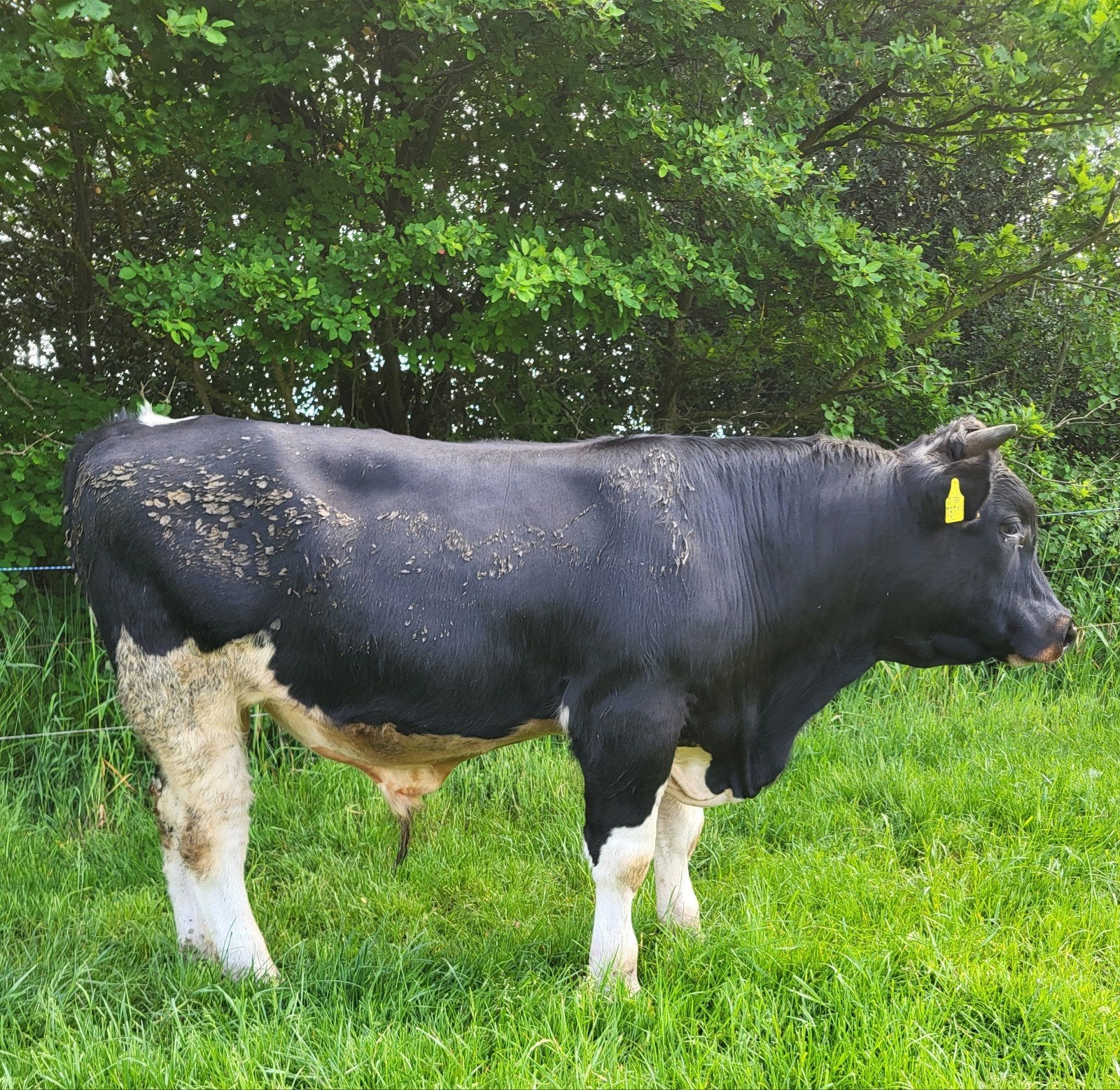 Pinken Stier Mrij x Normandier, Dieren en Toebehoren, Runderen, Mannelijk