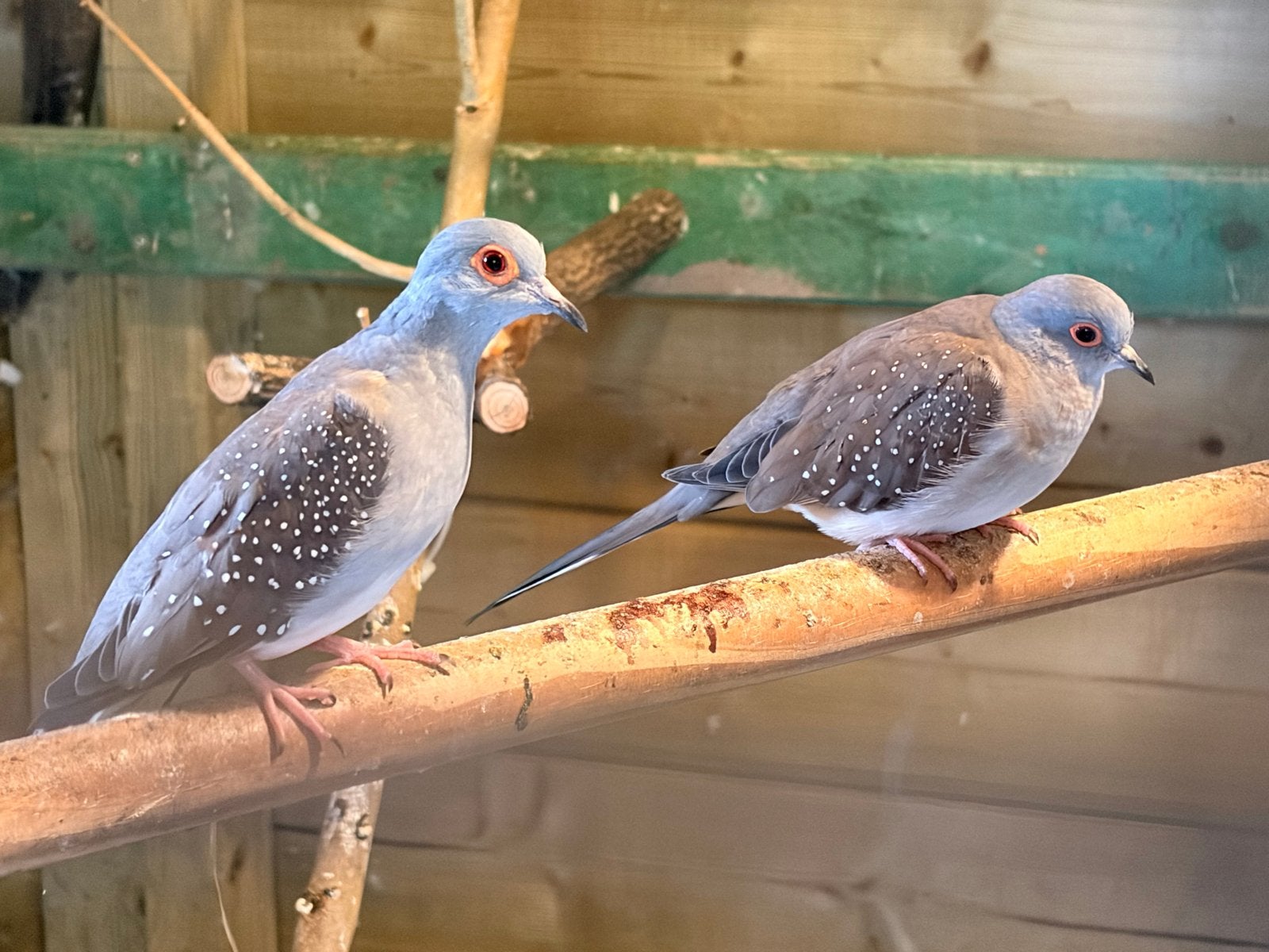 Diamant duifjes, Meerdere dieren