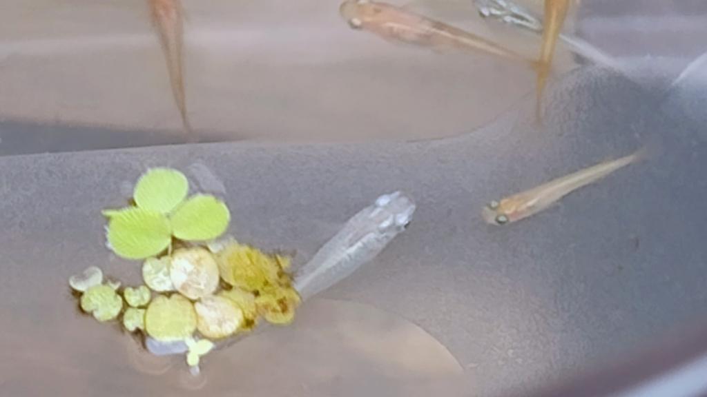 Gezocht medaka rijstvisjes, Dieren en Toebehoren, Vissen | Aquariumvissen, Vis