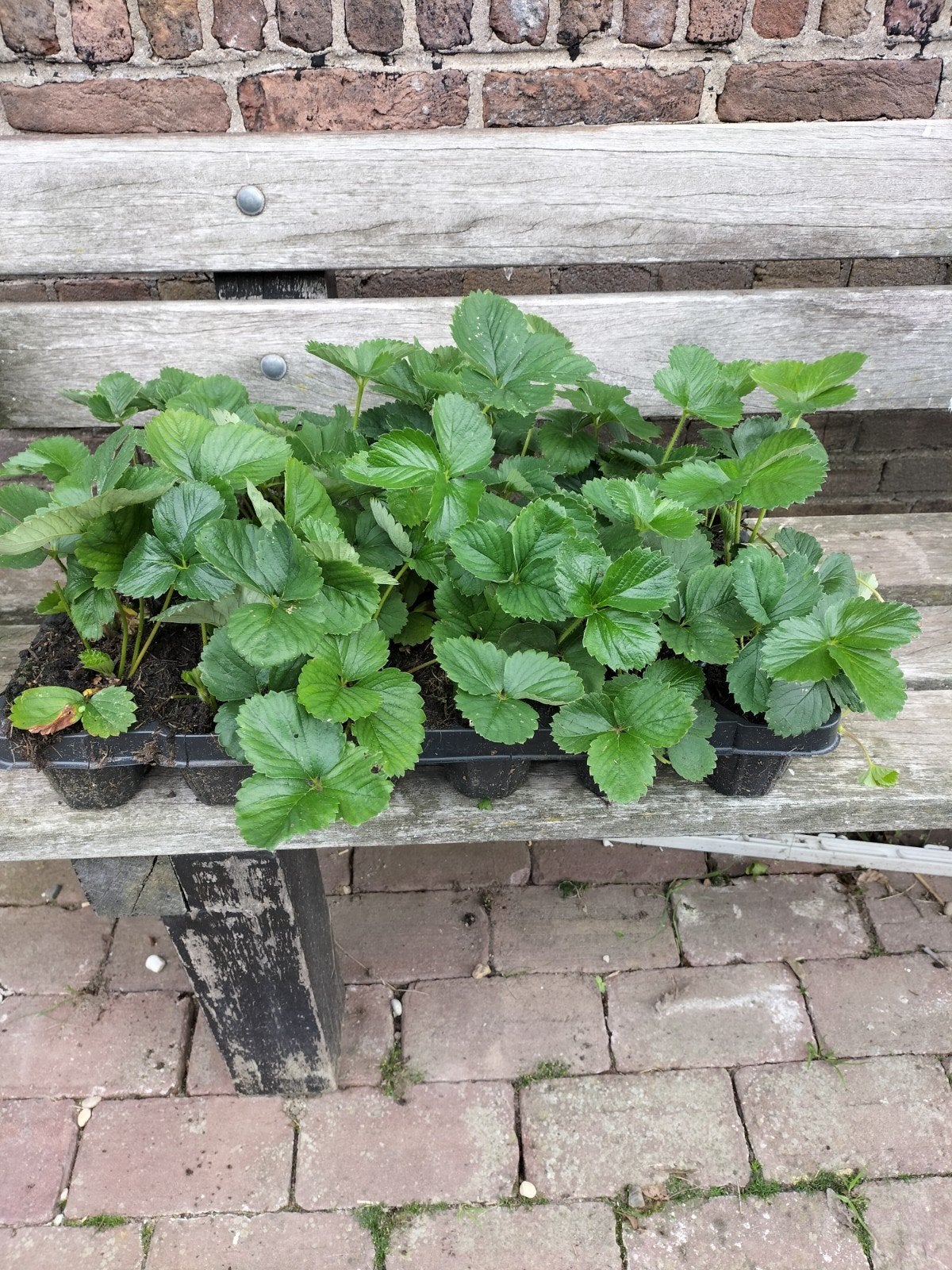 Aardbeiplanten, Ophalen, Volle zon