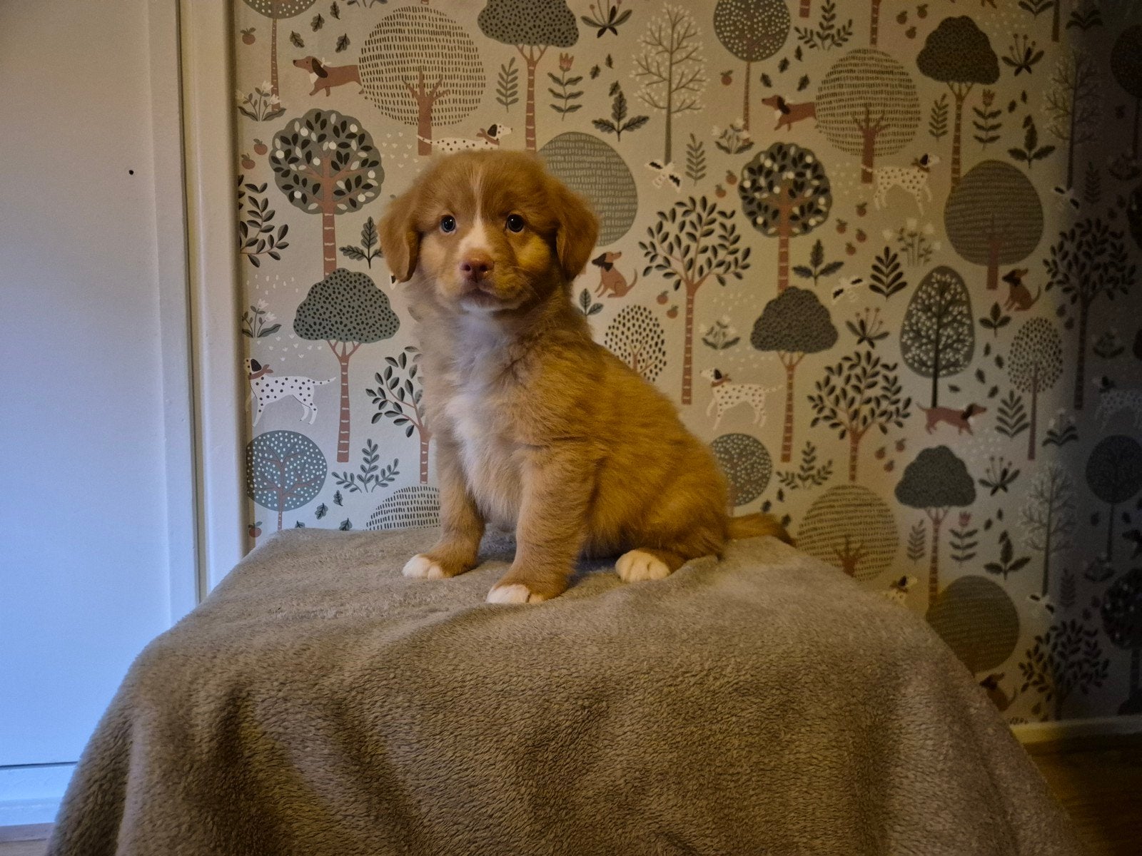 Lieve Nova Scotia Duck Tolling (Toller) retriever pups, Overige rassen, 8 tot 15 weken, Meerdere, Meerdere dieren