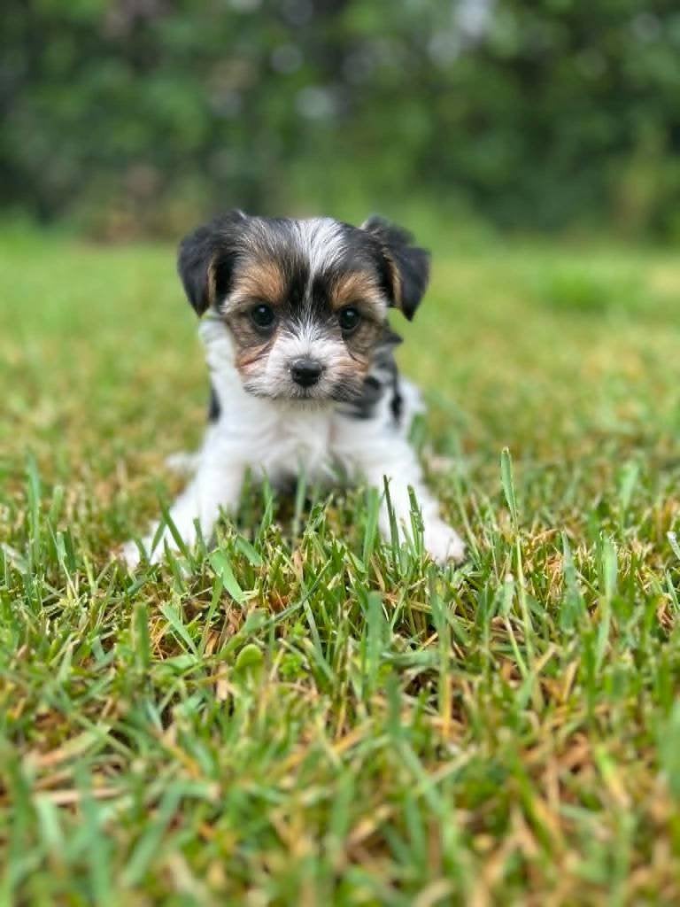 Prachtige Bieuwer pupjes, bij ons geboren!!, Dieren en Toebehoren, België, 8 tot 15 weken, Meerdere, Meerdere dieren