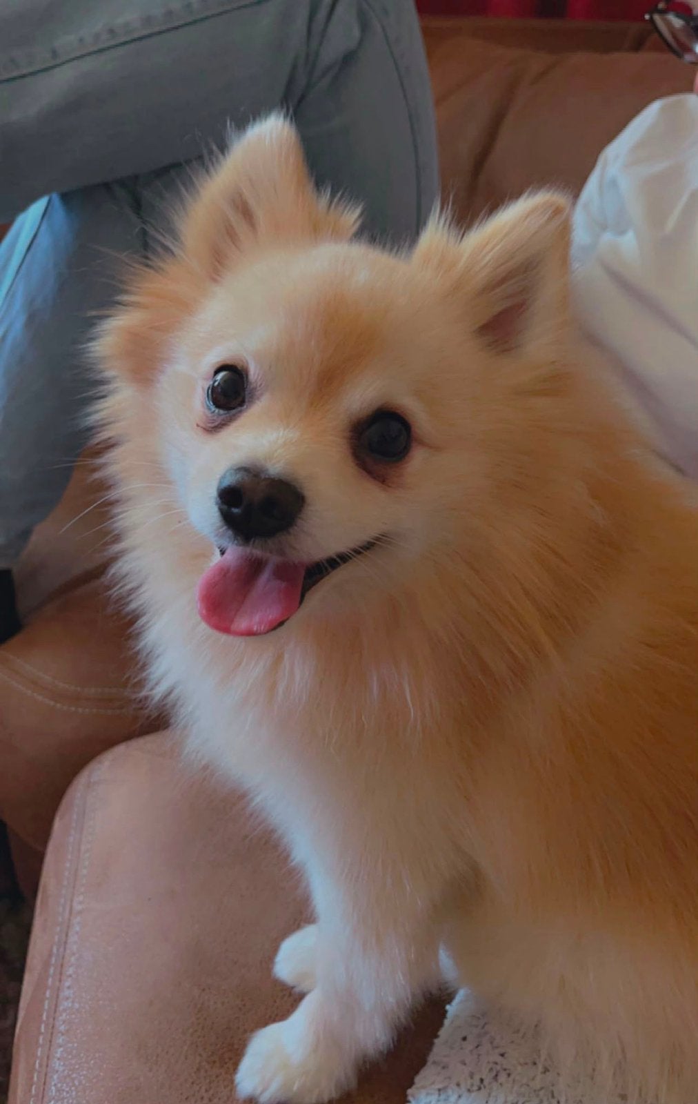 Lieve pomeriaan reu (5 jaar) zoekt een gouden mandje, Parvo, Particulier, Buitenland, Eén hond